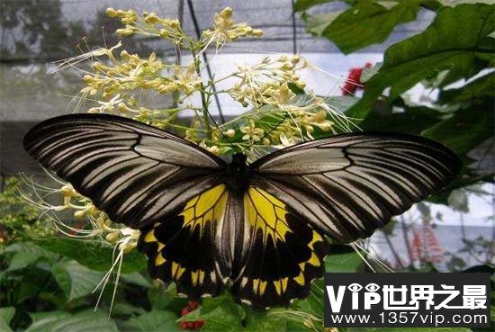 亚历山大巨凤蝶，普通蝴蝶的十倍大(最大的蝴蝶)