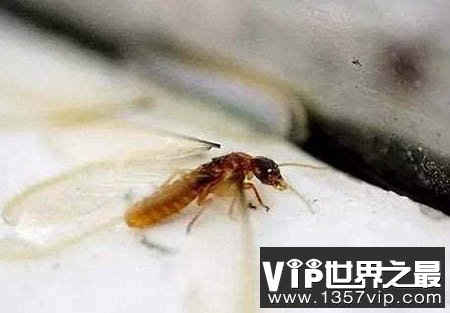 危害性极大大水蚁有毒吗?大水蚁进入家里怎么办？