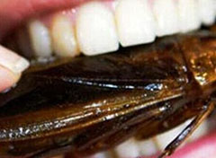 可以吃的海蟑螂:药用价值极高（很美味）