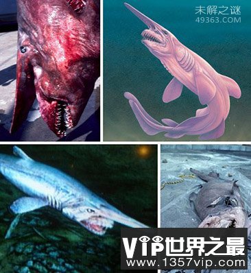 海洋生物学家澄清公众对鲨鱼的普遍误解