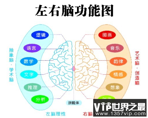 大脑的奥秘，科学揭秘人类大脑如何一心二用!