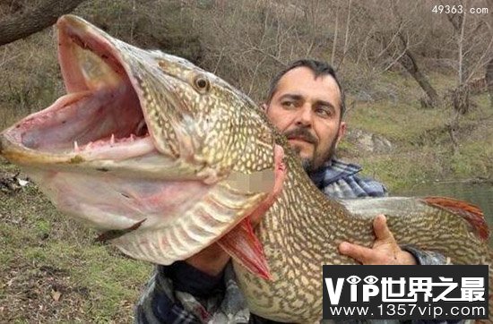 世界10大长相丑陋凶残的淡水鱼