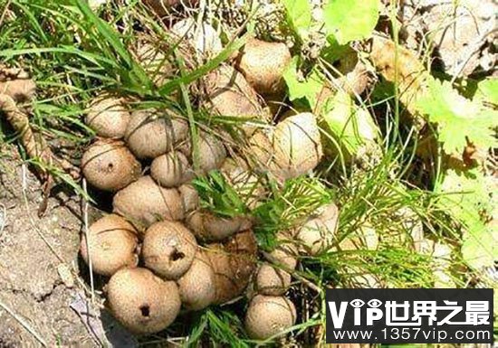 马勃菌为什么不能碰? 印第安人的“催泪弹”