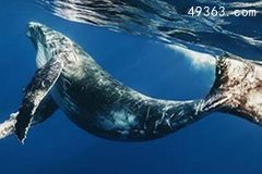 人类都需要退避三舍的动物，蓝鲸才是世界的霸主