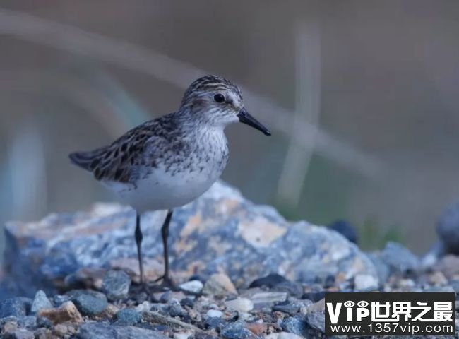 十大动物迁徙奇迹 北极燕鸥飞行数万公里