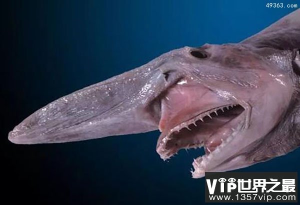 澳大利亚东南海域发现罕见的“深海怪物”(欧氏尖吻鲛)