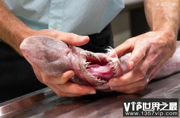 澳大利亚东南海域发现罕见的“深海怪物”(欧氏尖吻鲛)