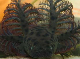 英格兰捕获的巨海扇蛤,吃下肚子会怎样？