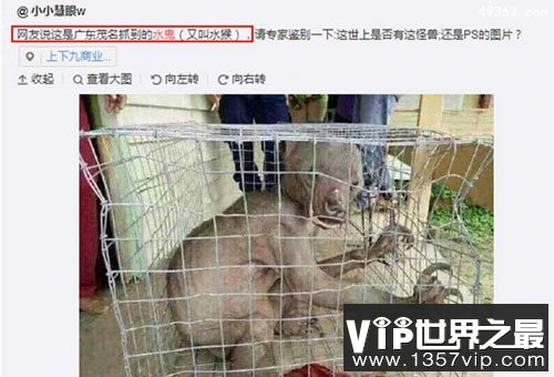 水猴子水鬼图片 传说中的水鬼