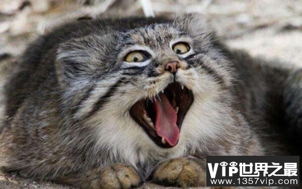 帕拉斯猫非常凶猛，世界十大凶猫榜上有名