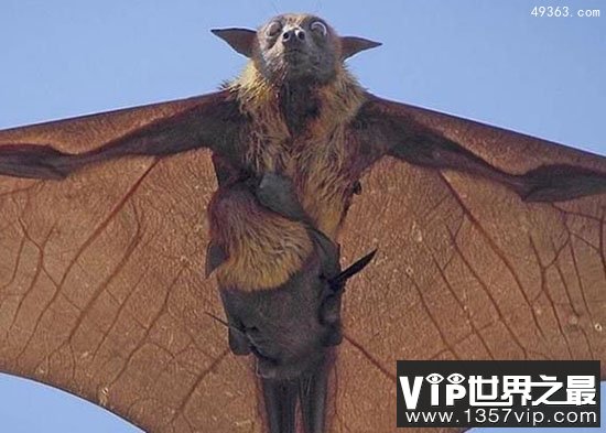 世界最大蝙蝠狐蝠几年之内走向灭绝
