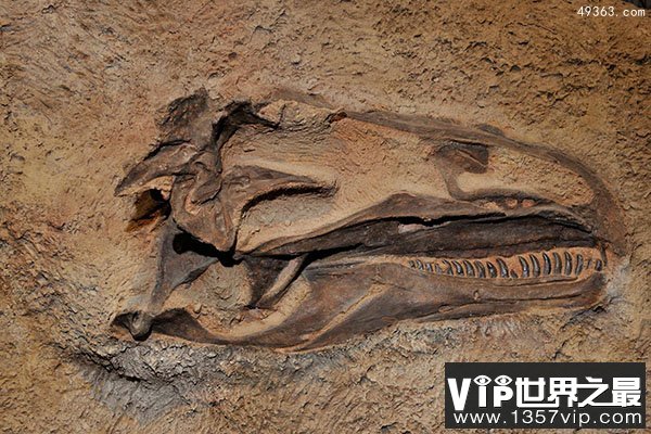 什么海洋生物的头骨最大？五大完整古上龙化石揭秘