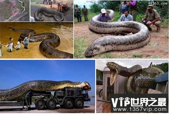 神秘百英尺巨蛇出没婆罗洲