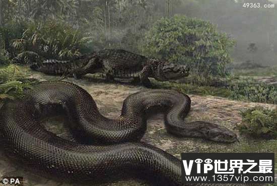 神秘百英尺巨蛇出没婆罗洲