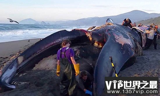 蓝鲸惨死漂浮海面可能被船撞死，蓝鲸要灭绝吗?