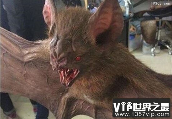 秘鲁军队抓到猪脸大蝙蝠，嗜血食肉凶猛又罕见