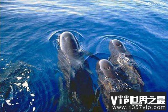领航鲸体型巨大能避开暗礁，为渔民保驾护航