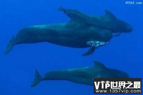 领航鲸体型巨大能避开暗礁，为渔民保驾护航
