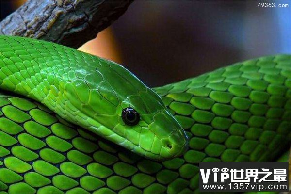 东部绿曼巴蛇，幼蛇在孵化后就含有剧毒