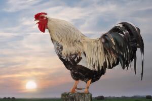 公鸡为什么打鸣，在外界光线和声音的刺激下公鸡会出现打鸣现象