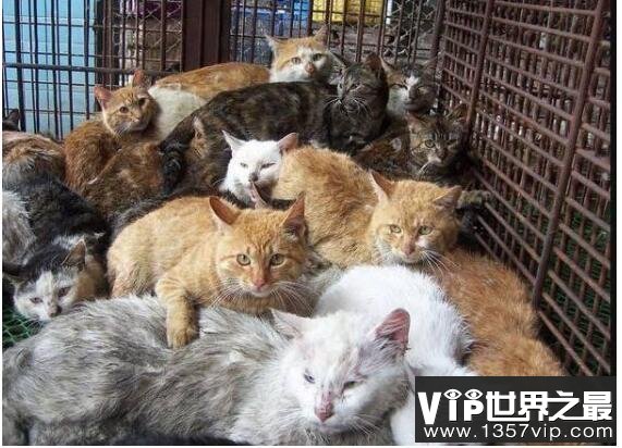 猫肉能吃吗，能吃但是最好不要吃(吃猫对人的身体有害)