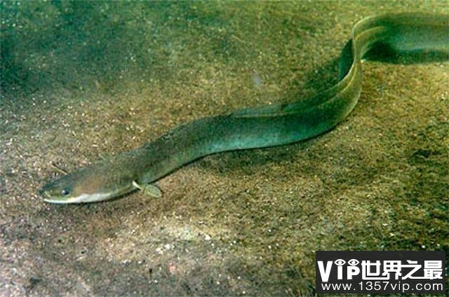 尼斯湖水怪真身是巨型鳗鱼？依据：湖中发现大量鳗鱼DNA