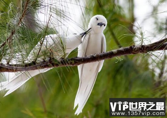 中国稀有鸟：白玄鸥直接在树干上安家！