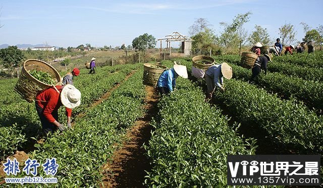 世界茶叶生产国家排行