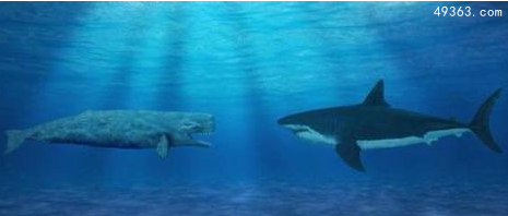 龙王鲸VS巨齿鲨谁更厉害，比巨齿鲨还大的鲨鱼