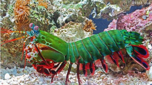 雀尾螳螂虾一拳威力多大，螳螂虾的天敌是什么