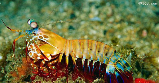 雀尾螳螂虾一拳威力多大，螳螂虾的天敌是什么