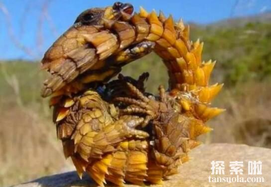 地球上最像龙的动物：南非犰狳蜥，无毒不咬人擅长逃跑