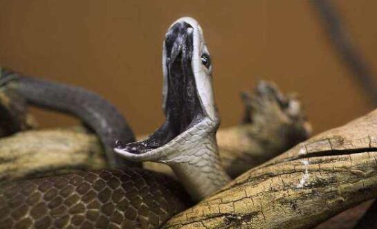 世界上速度最快的蛇：非洲黑曼巴，时速高达23公里(攻击速度0.3秒)