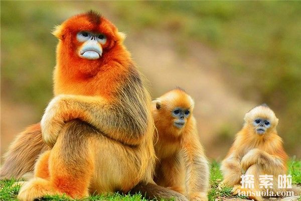 世界上最奇特的动物：金丝猴，吃东西的样子很斯文