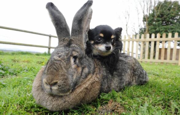世界上最大的兔子：大流士兔子，体长1.22米且食量惊人