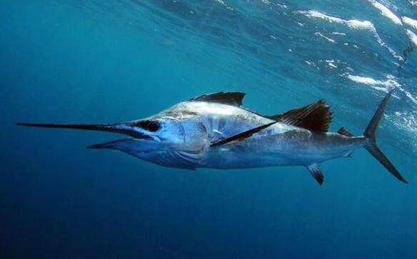 世界上速度最快的鱼：旗鱼，时速高达190公里(海中飞鱼)
