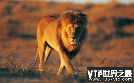 狮子的奔跑速度有多快，时速82公里的顶级猎食者
