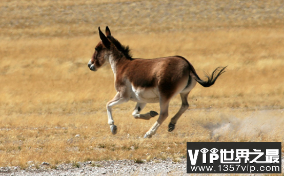 野驴的奔跑速度有多快，时速高达70公里的超耐力长跑驴