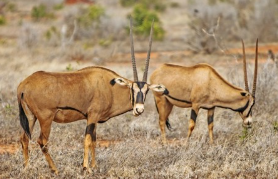 世界上最大的羚羊：大角斑羚，身高182米(比水牛高大粗壮)