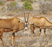 世界上最大的羚羊：大角斑羚，身高182米(比水牛高大粗壮)