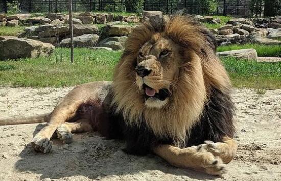 世界上体型最大的狮子：巴巴里狮，身长2.5米的巨型狮子