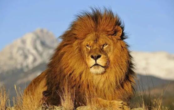 世界上体型最大的狮子：巴巴里狮，身长2.5米的巨型狮子