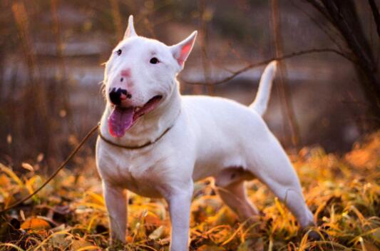 世界十大最凶猛的狗排行，比特犬与土佐斗犬位列其中