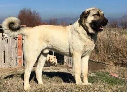 世界上最凶猛的五种犬，美国斗牛梗与日本土佐斗犬谁厉害