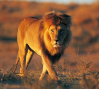 狮子的奔跑速度有多快，时速82公里的顶级猎食者