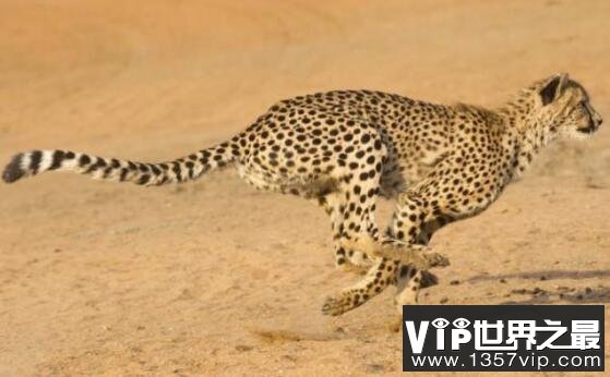猎豹速度最快是多少，时速达115公里(2秒内加速65km)