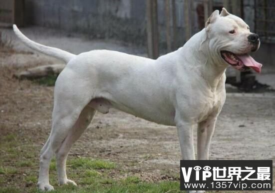 世界恶犬之杜高犬，多种犬杂交而成的凶猛犬种
