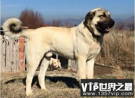 世界恶犬之坎高犬，肩高一米以上的巨大犬种(土耳其猛犬)