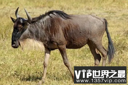 蓝羚角马的速度有多快，时速高达48公里(耐力强于雄狮)