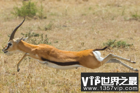 汤普森瞪羚速度有多快，时速96公里的世界第二快的动物
